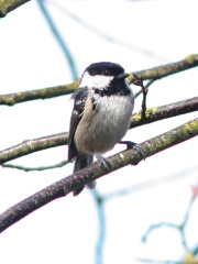 20160405 Coal Tit